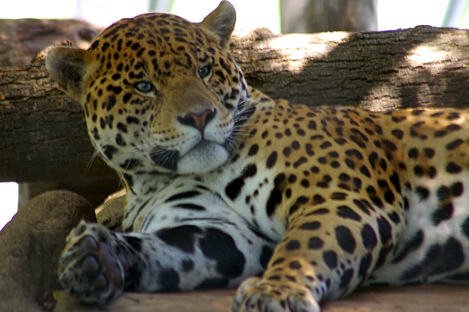 Mac OS X 10.2 Jaguar